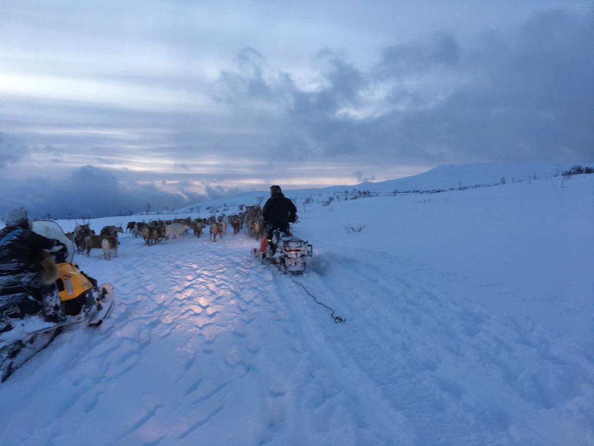 Reindeer herding in winter