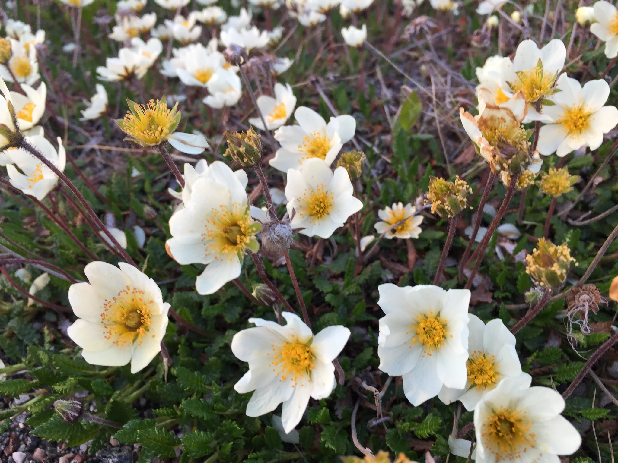 Dryas_Abisko_1.jpg