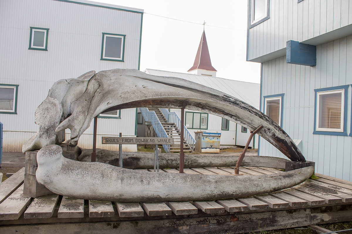 Bowhead whale skull