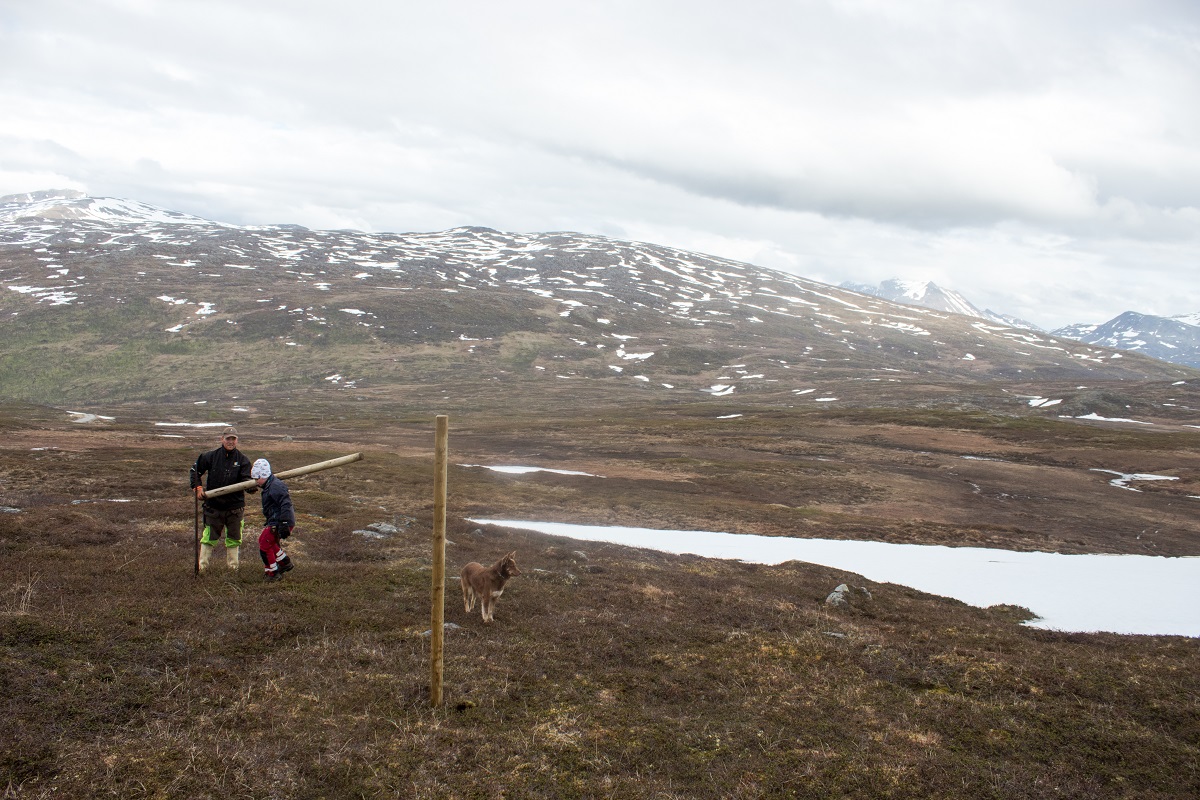 The mountaintop where the Aleksandersens herd their reindeer