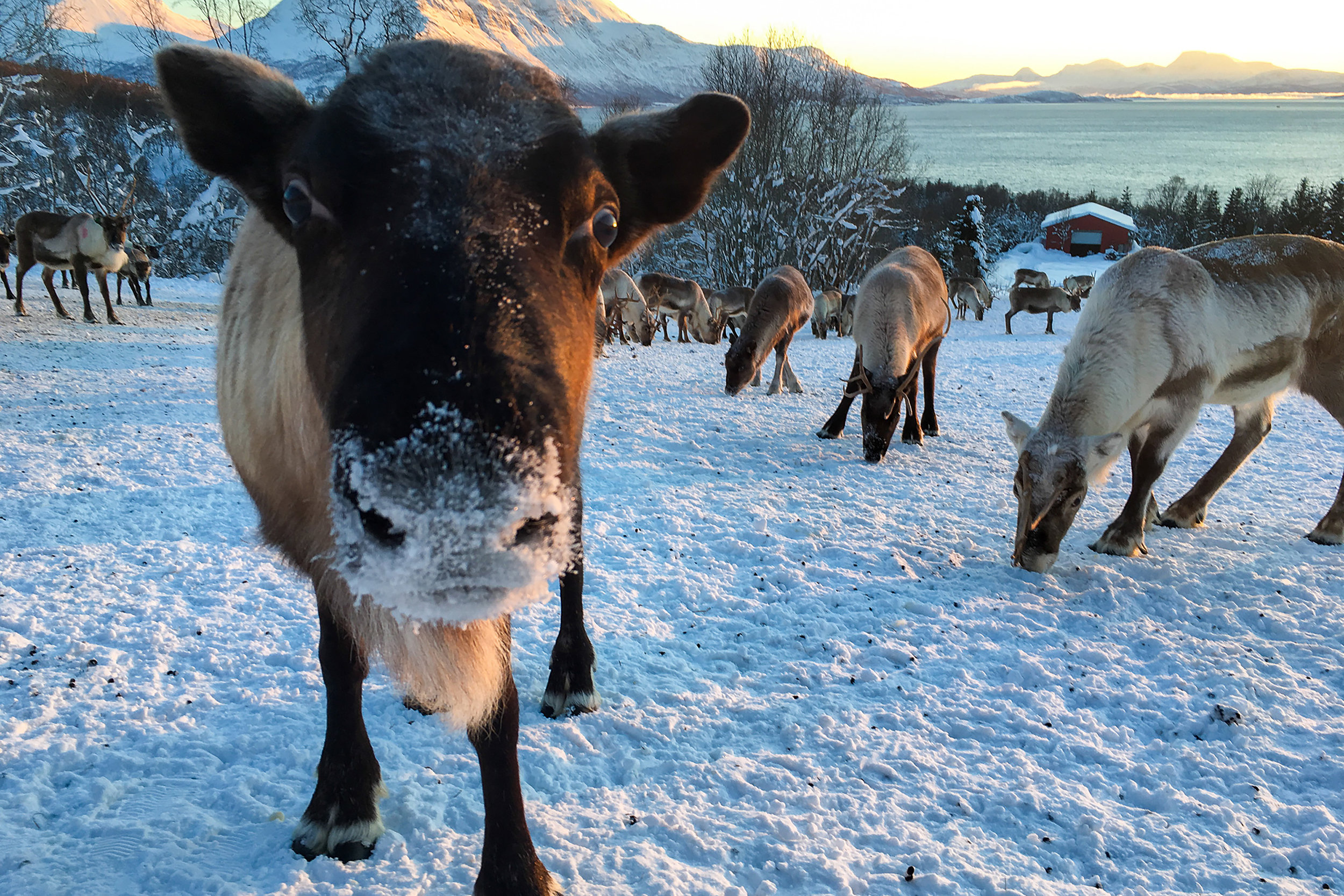 Reindeer greets the camera