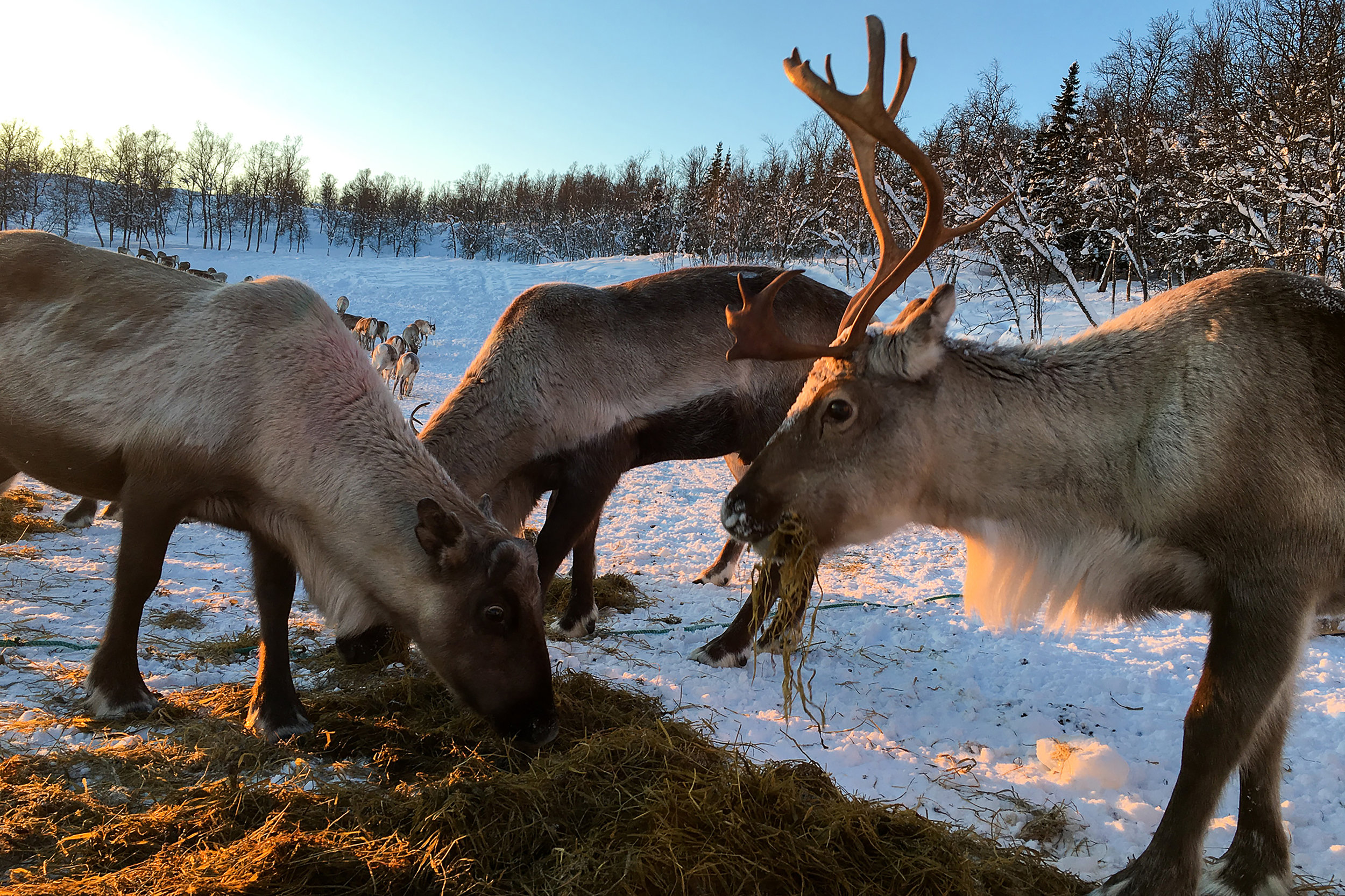Kvaløya , Norway. January 2019. Photo credit: Amy Martin