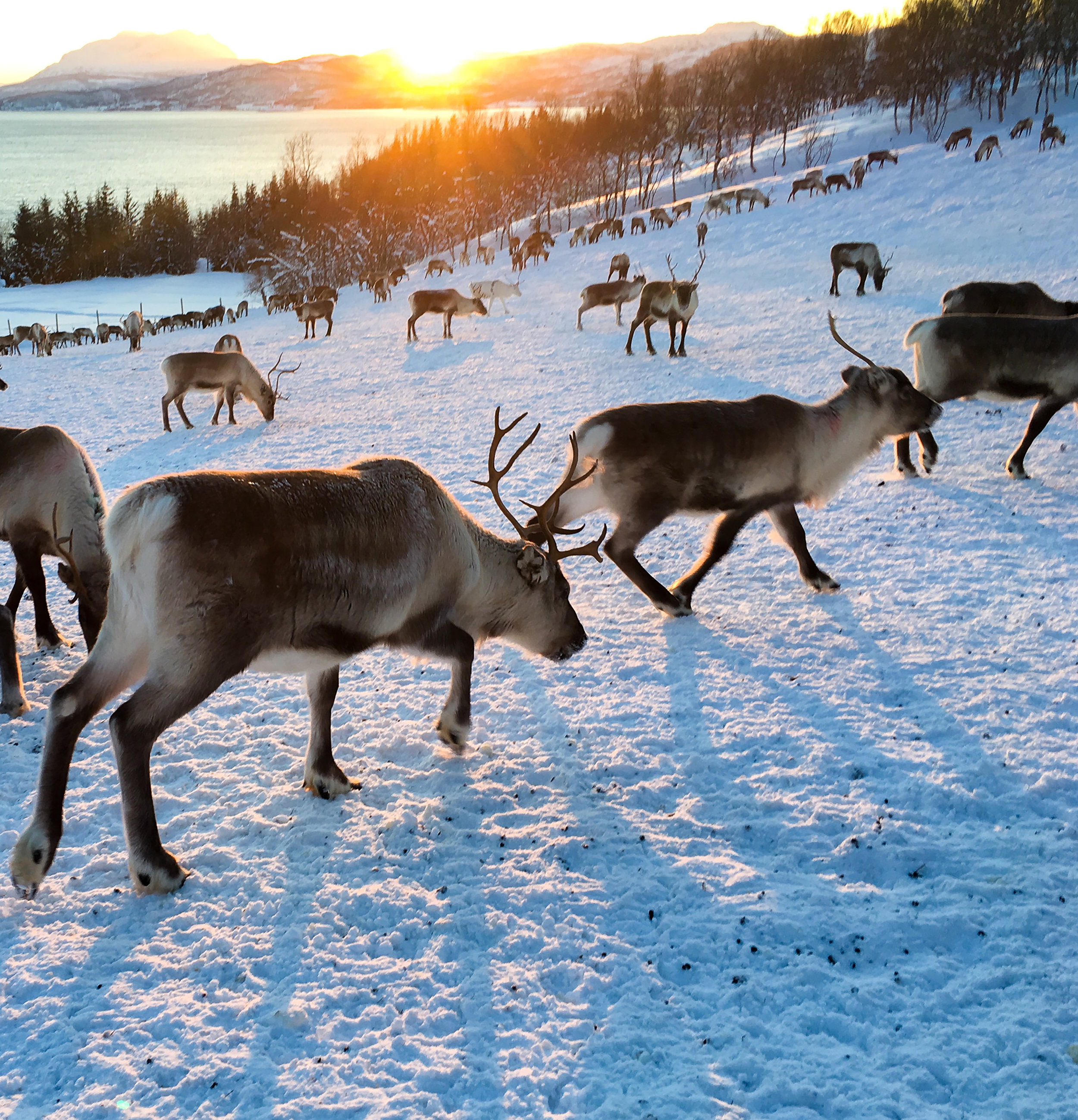Aleksandersen reindeer herd at sunrise