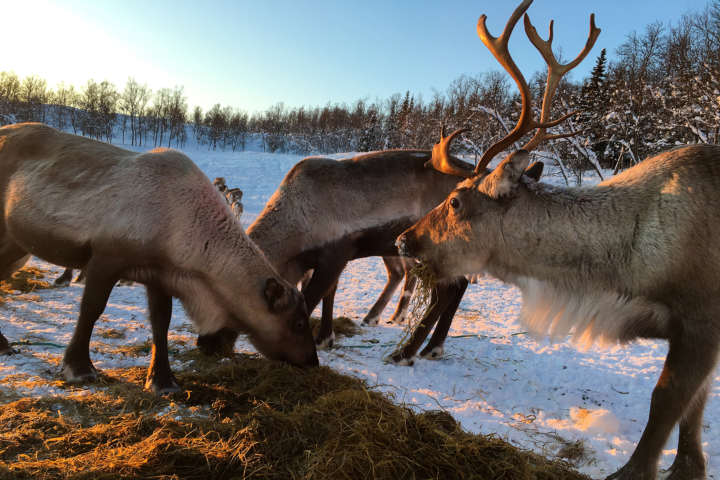 Kvaløya , Norway. January 2019. Photo credit: Amy Martin