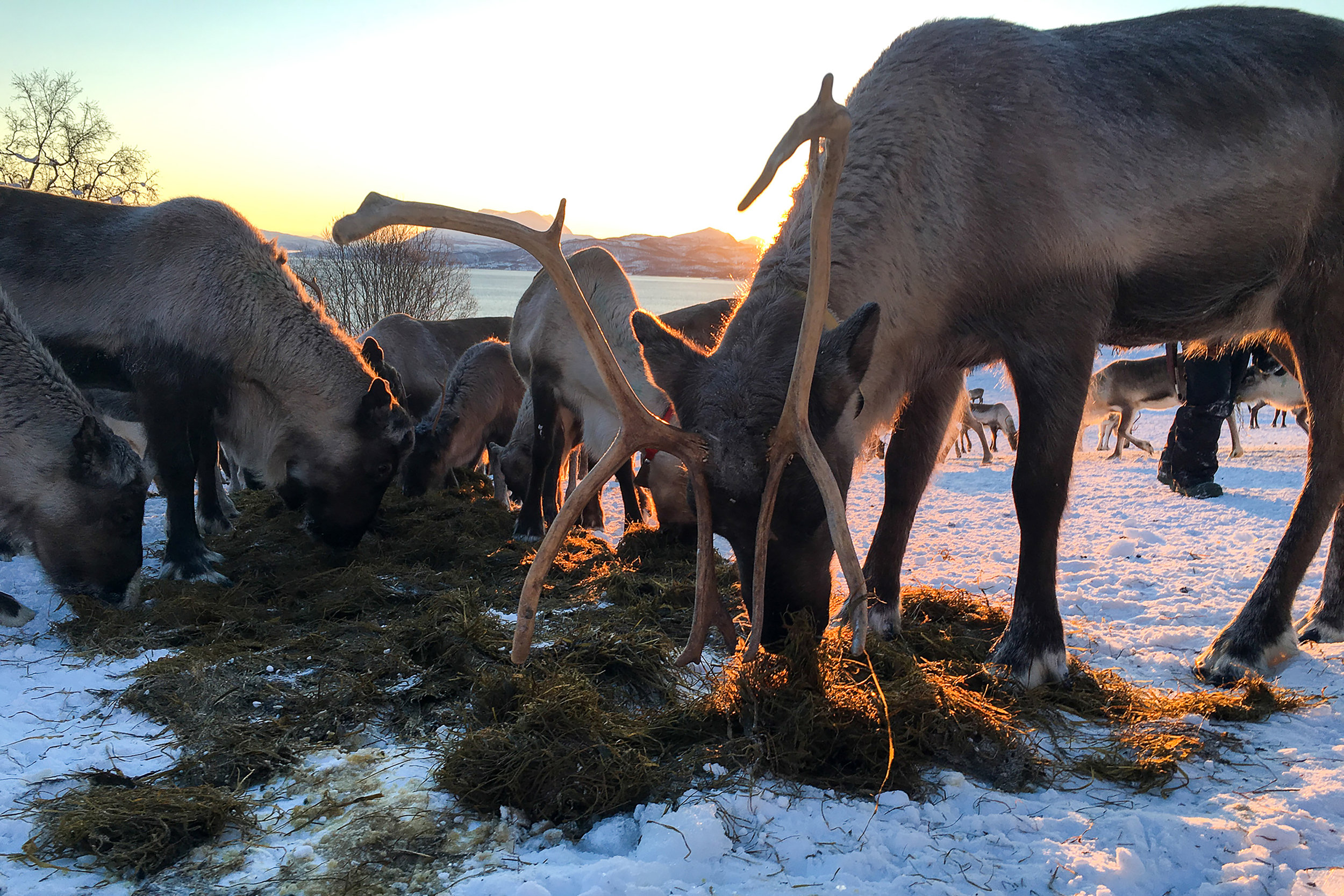 Kvaløya , Norway. January 2019. Photo credit: Amy Martin