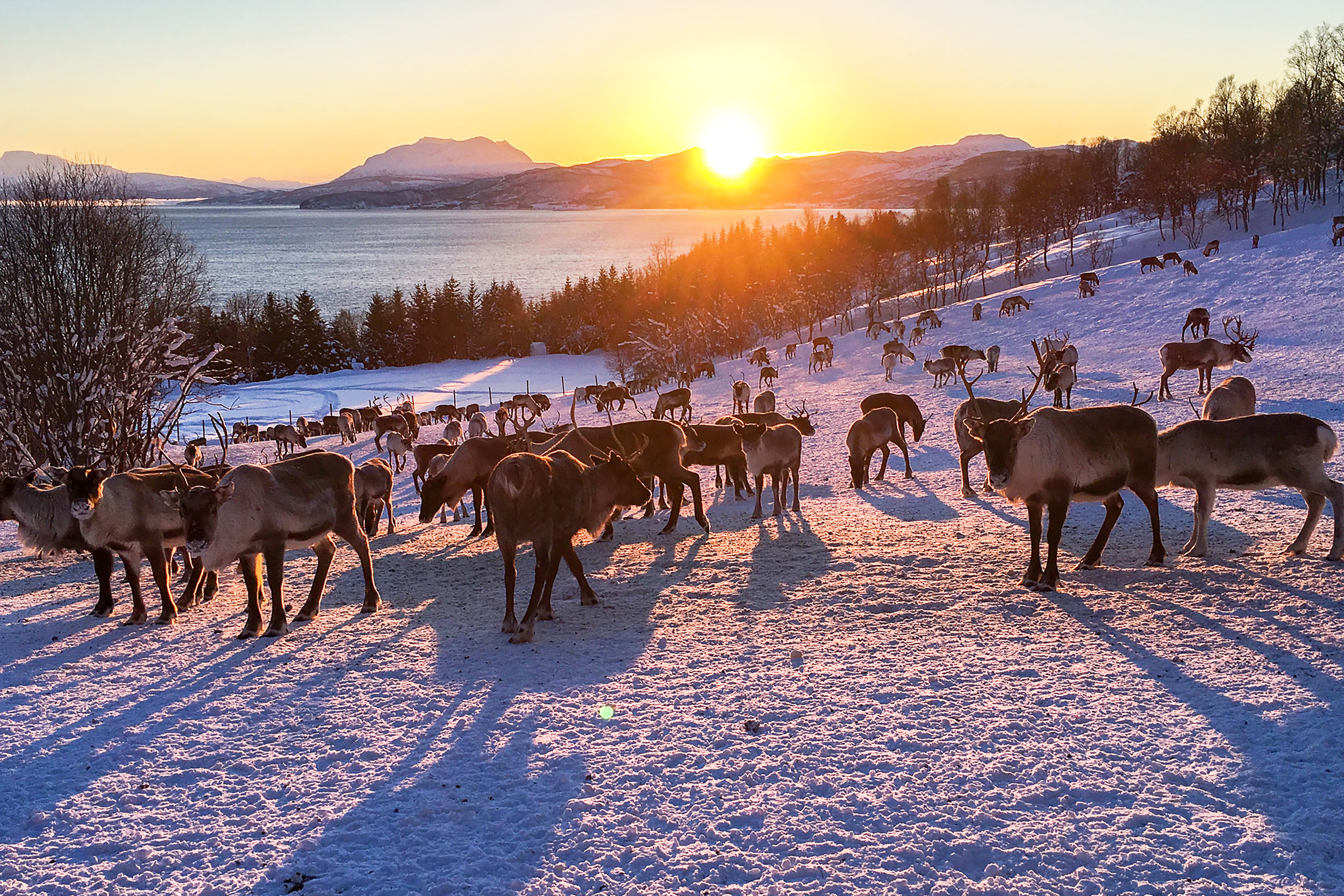 Kvaløya , Norway. January 2019. Photo credit: Amy Martin