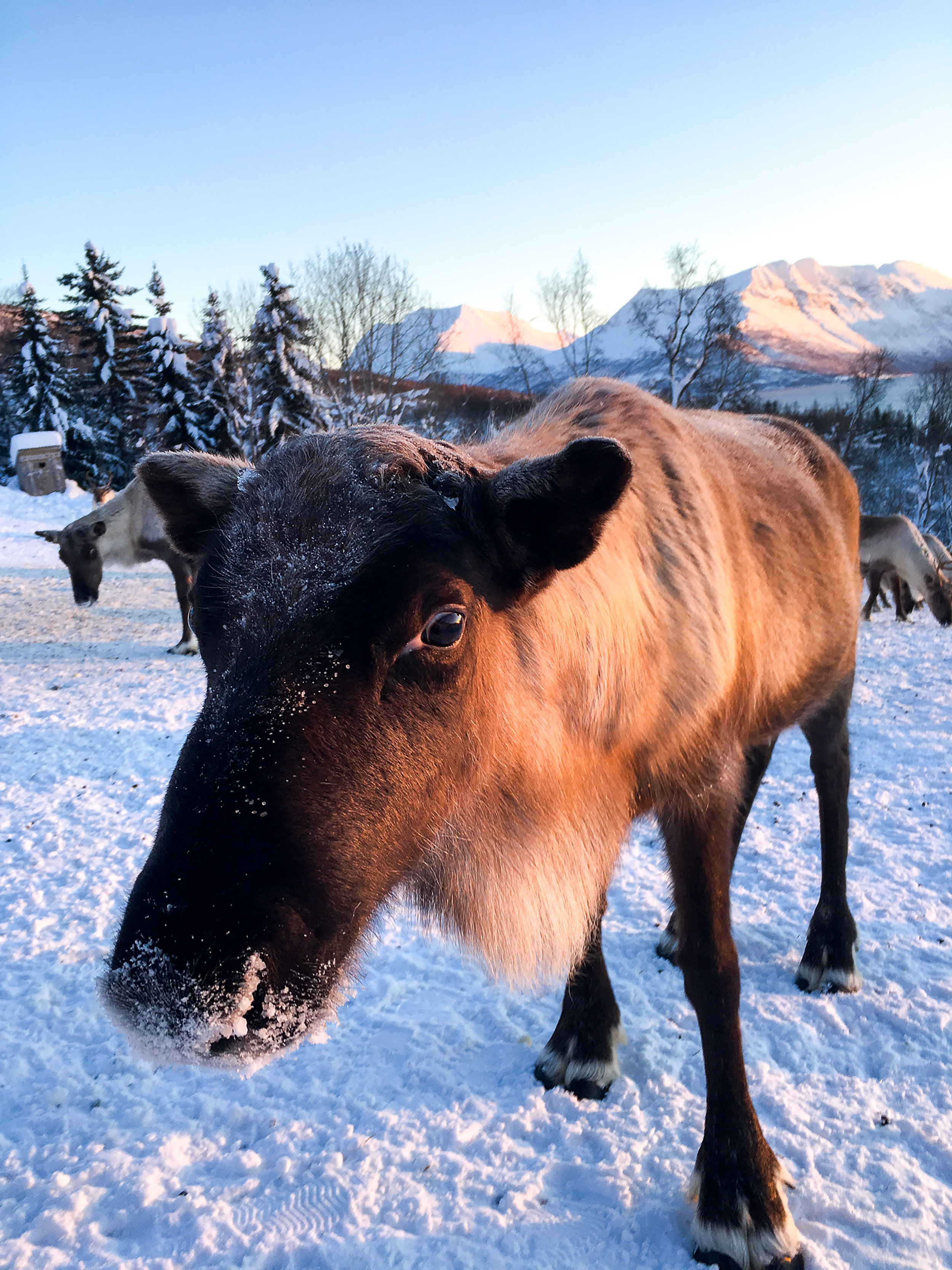  Kvaløya , Norway. January 2019. Photo credit: Amy Martin 