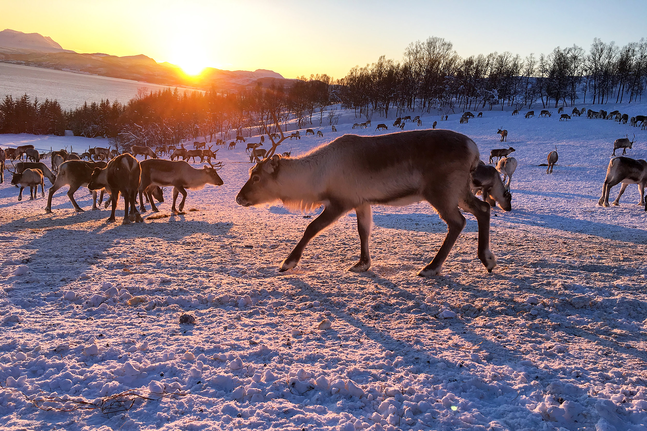 Aleksandersen reindeer herd at sunrise