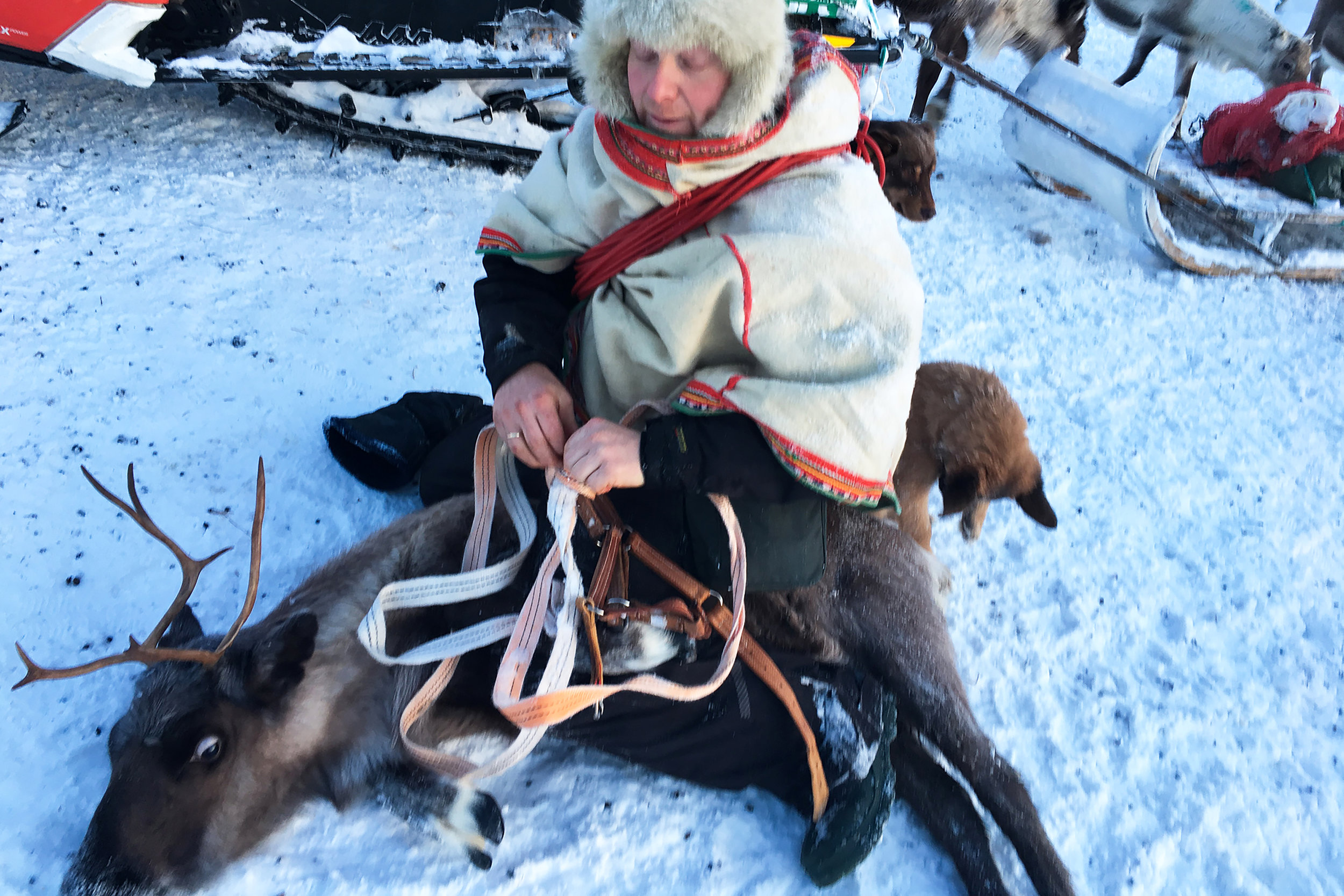 Reiulf Aleksandersen ties + secures sick reindeer to take back to the main house for extra care