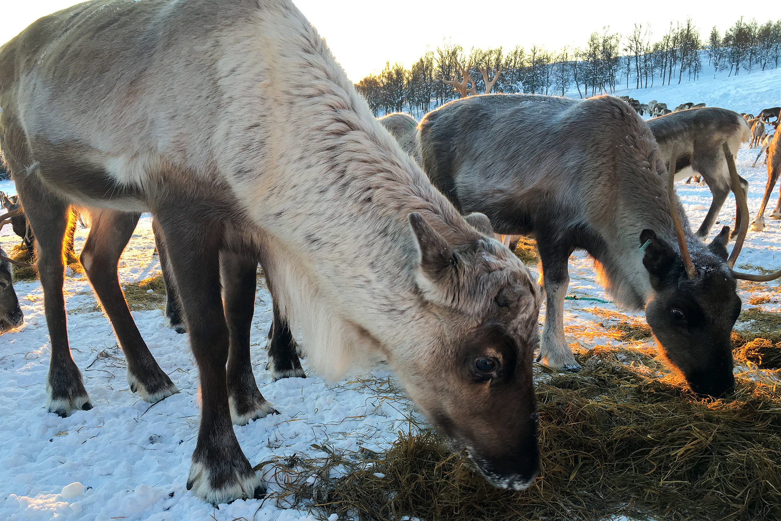 Reindeer feeding