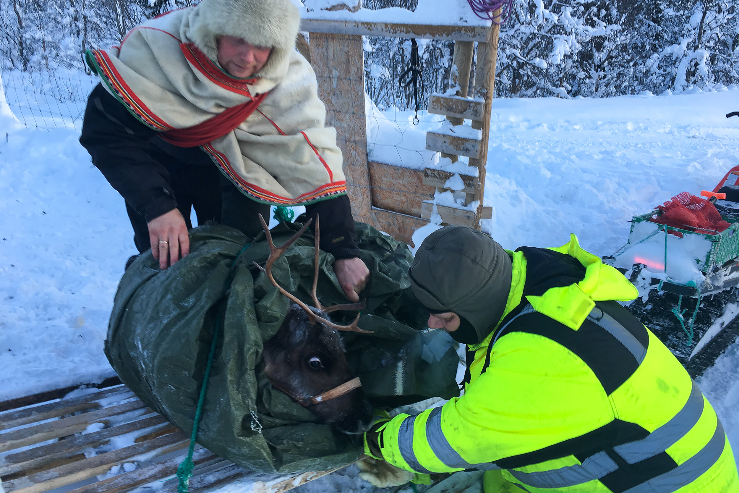 Reindeer being secured to sled for snowmobile trip back to the main house to receive extra care