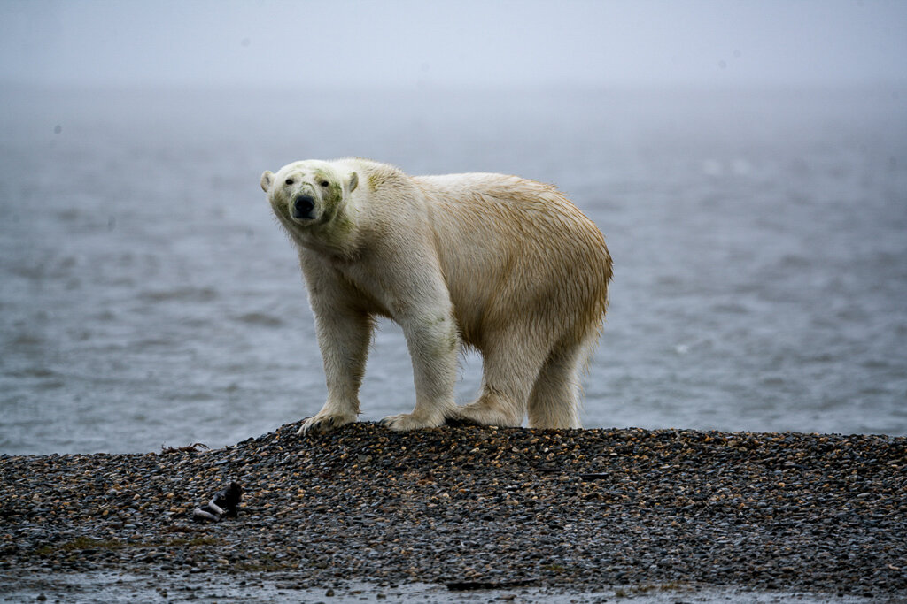 A polar bear near Kaktovik.