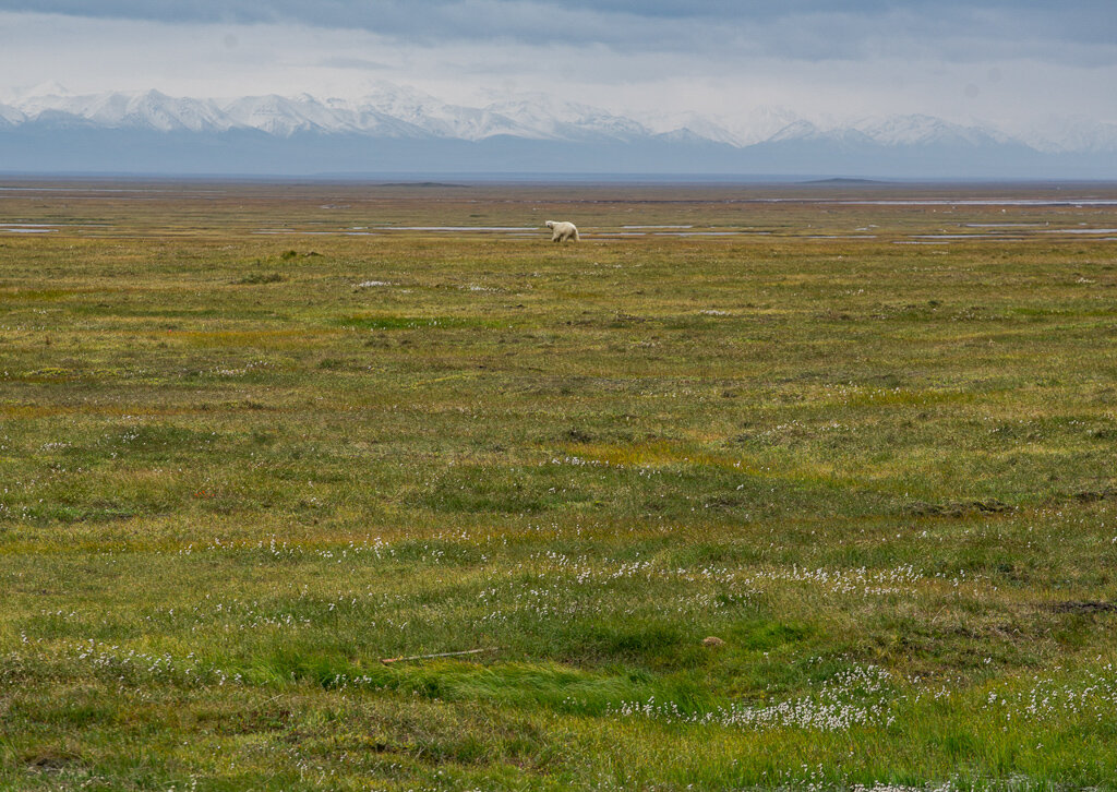 A polar bear ambles across a grassy plain.