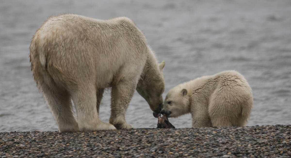 Mama bear and cub share a snack.
