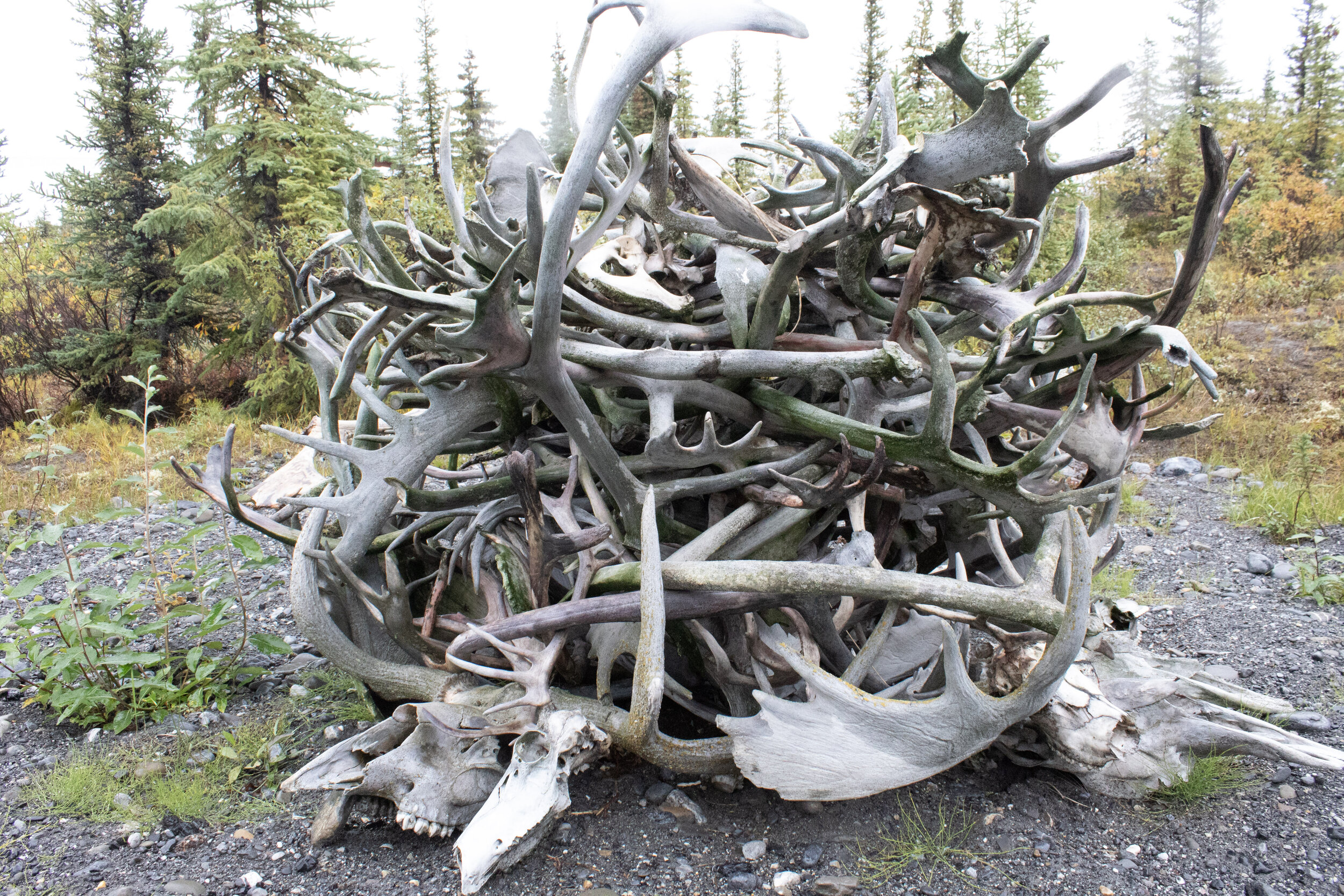 Antler pile with caribou antlers, moose paddles, and some skulls, too.