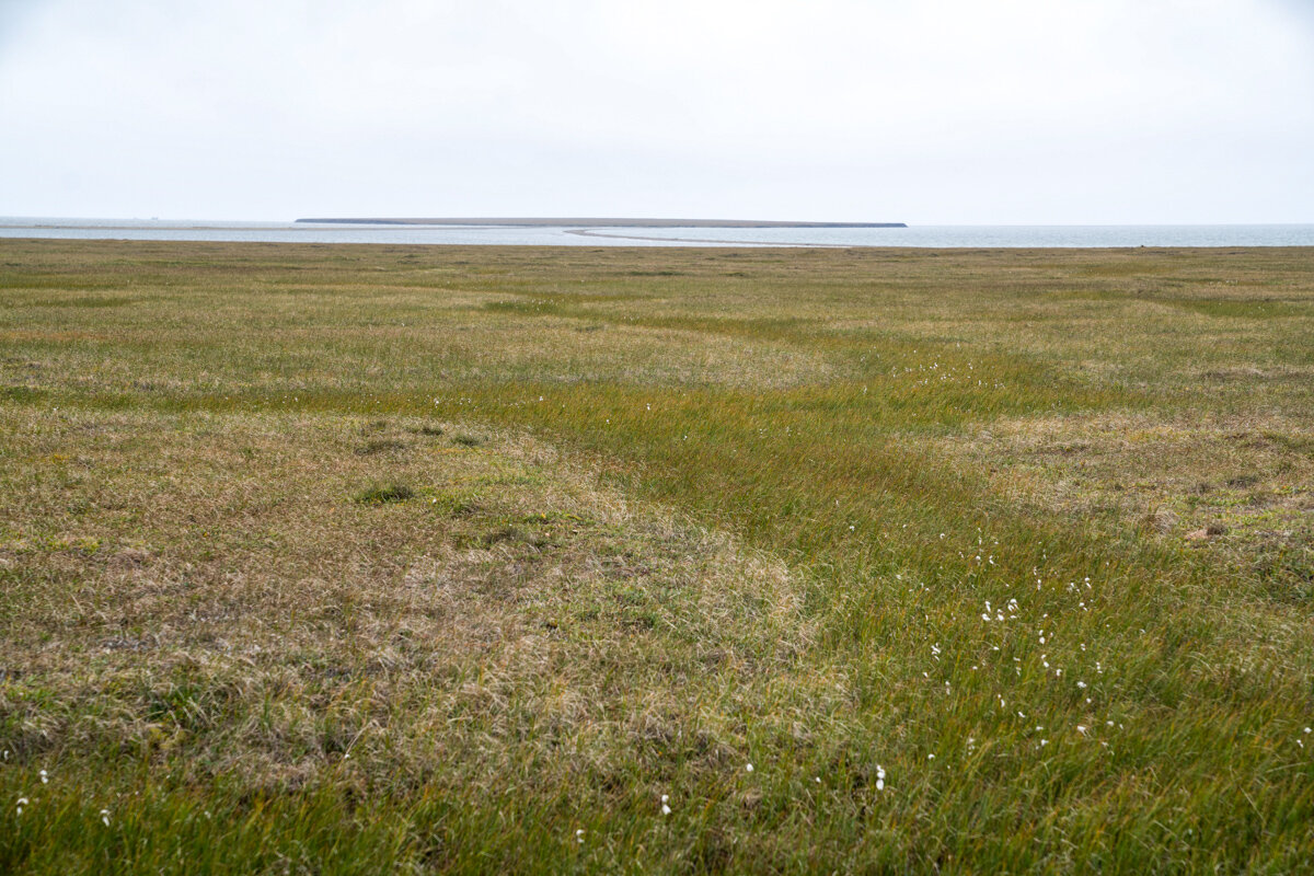 The coastal plain of the Arctic National Wildlife Refuge.