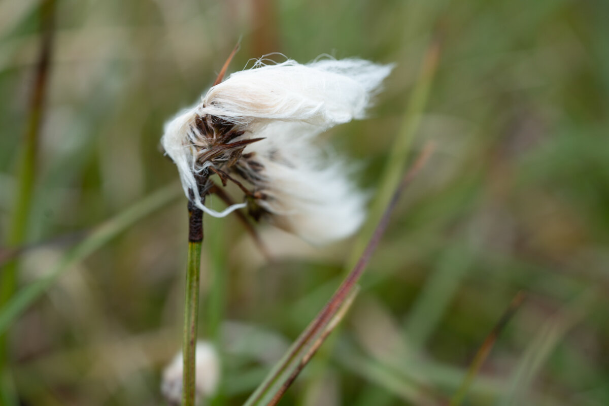 Cottongrass blowing in the wind. 