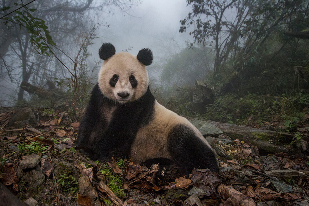 Panda staring at the camera.