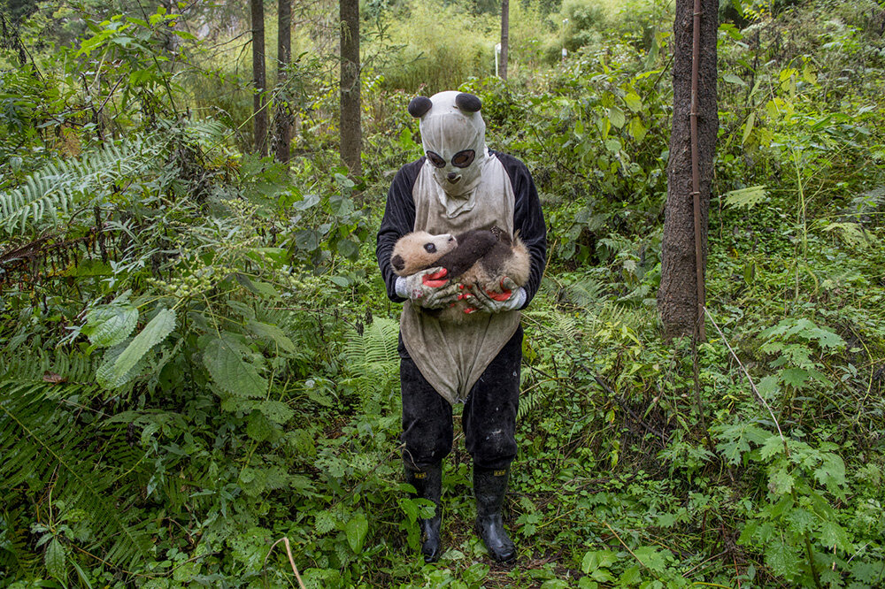 Keeper in a dirty panda suit, holding a baby panda.