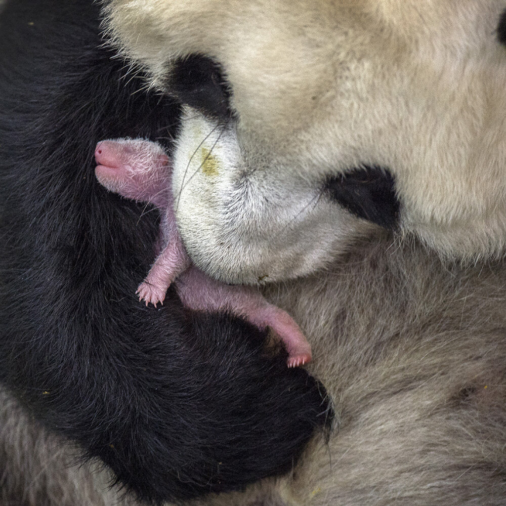 Panda holding her baby in her mouth.