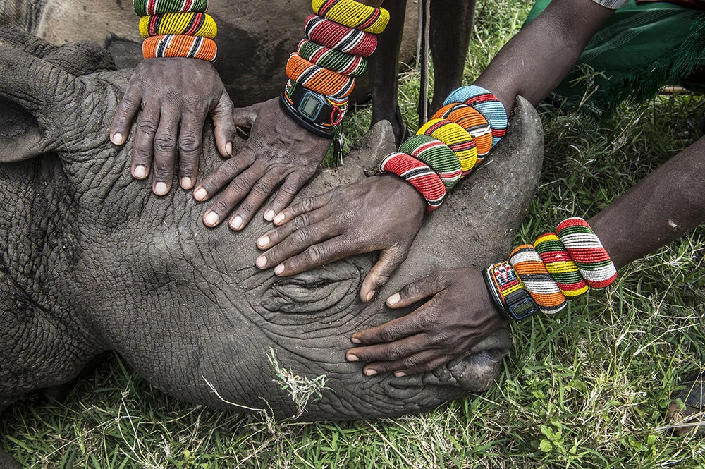 Hands over rhino.