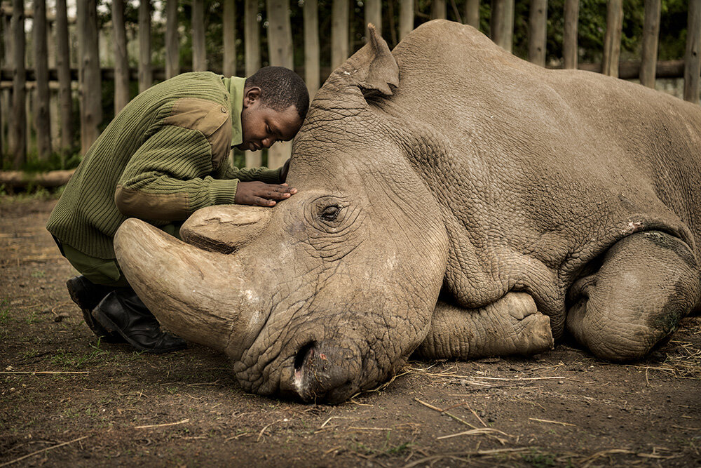 Joseph Wachira, keeper at Ol Pejeta Conservancy, saying goodbye to Sudan, the world's last northern white rhino.