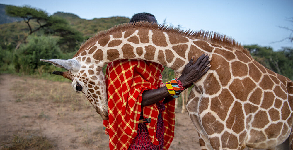 Giraffe wrapped around man.