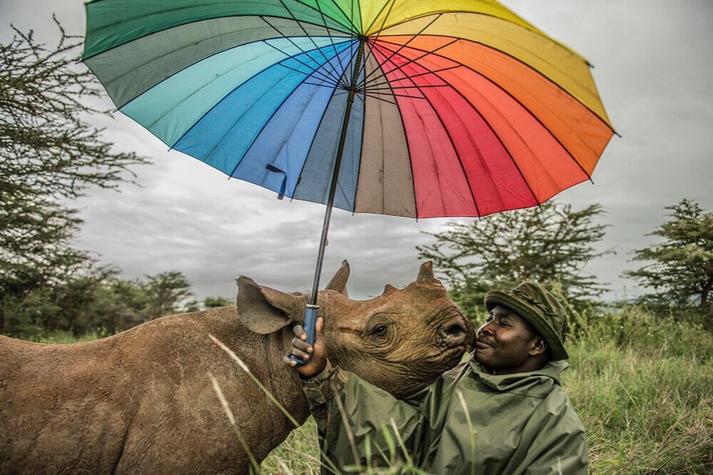 Rhino-keeper John Kamara holding an umbrella over the head of a baby rhino named Kilifi.