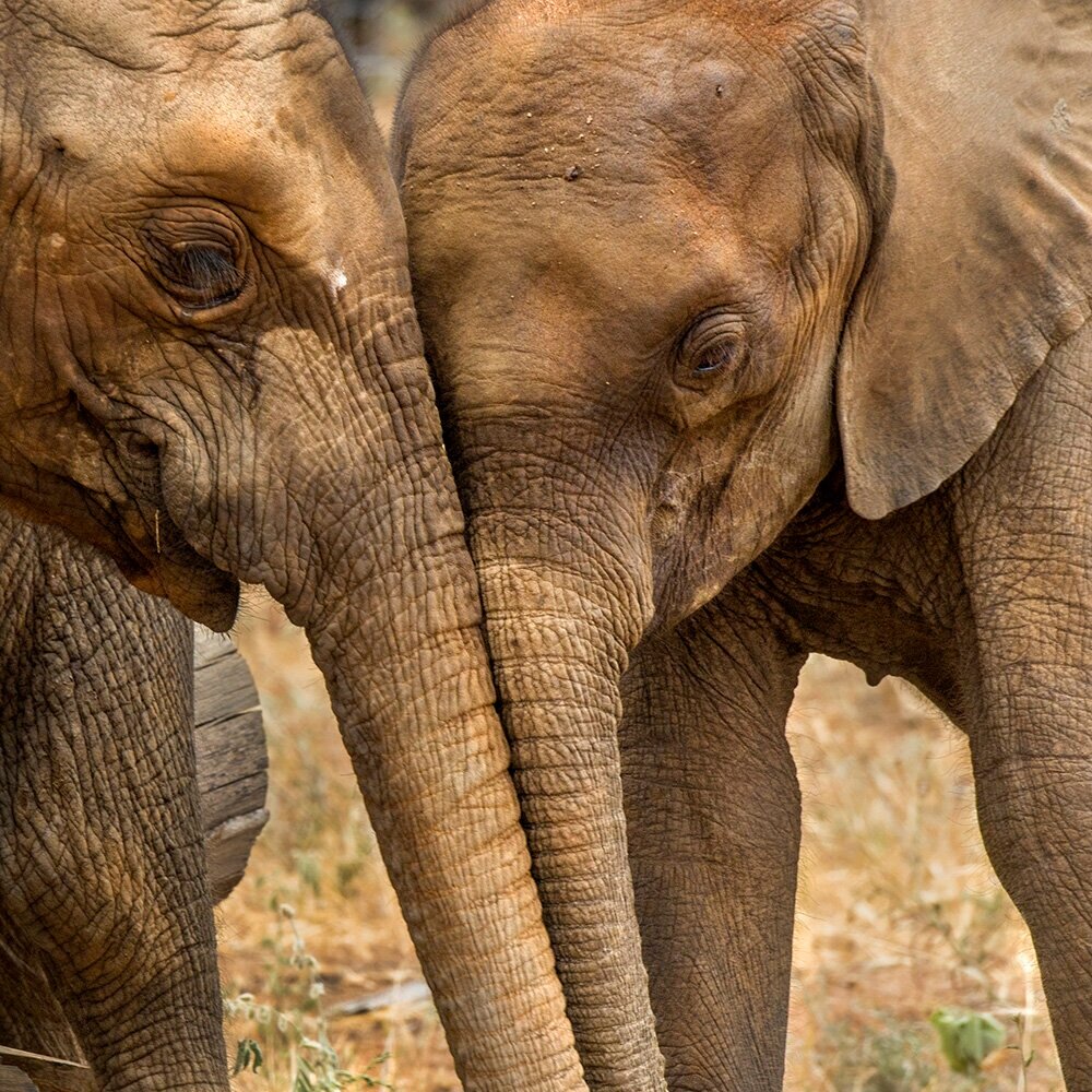Two elephants bringing their heads together.