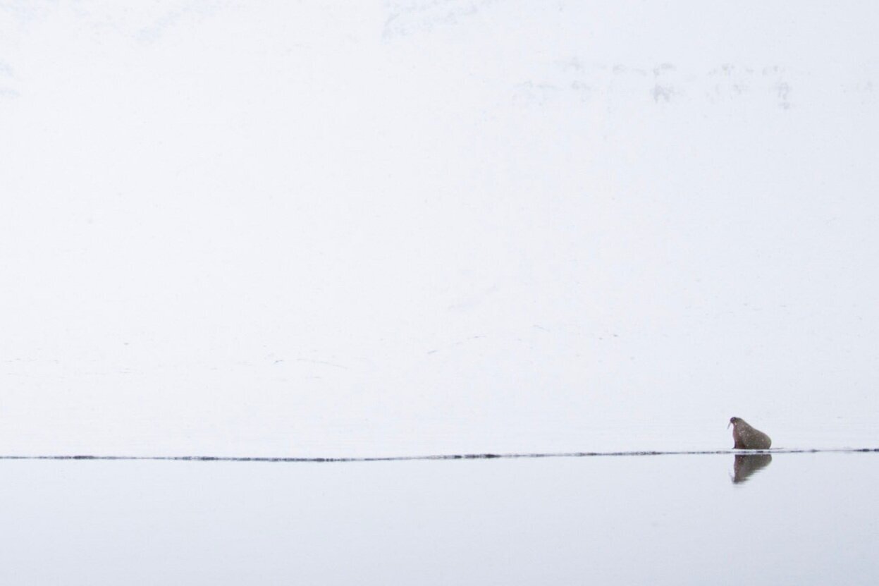 Scenes from Svalbard