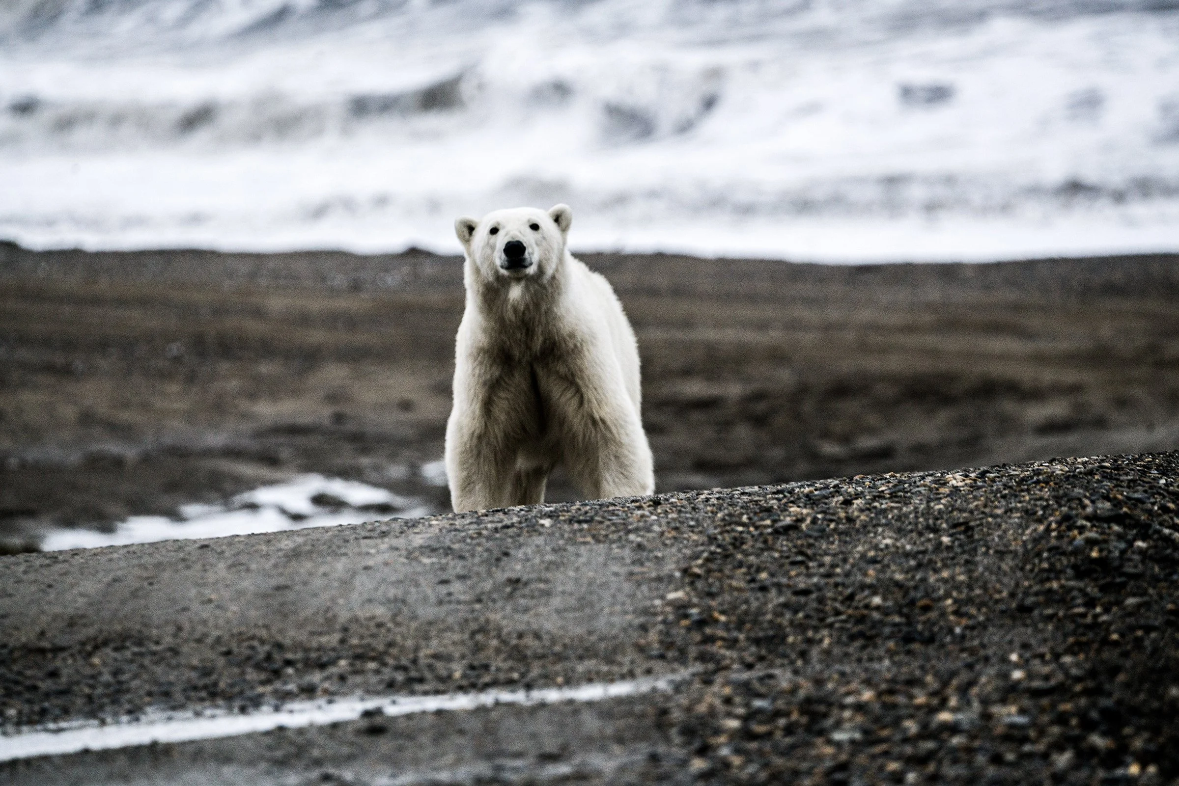 S3 Banner - Nick Mott - Polar bear.jpg