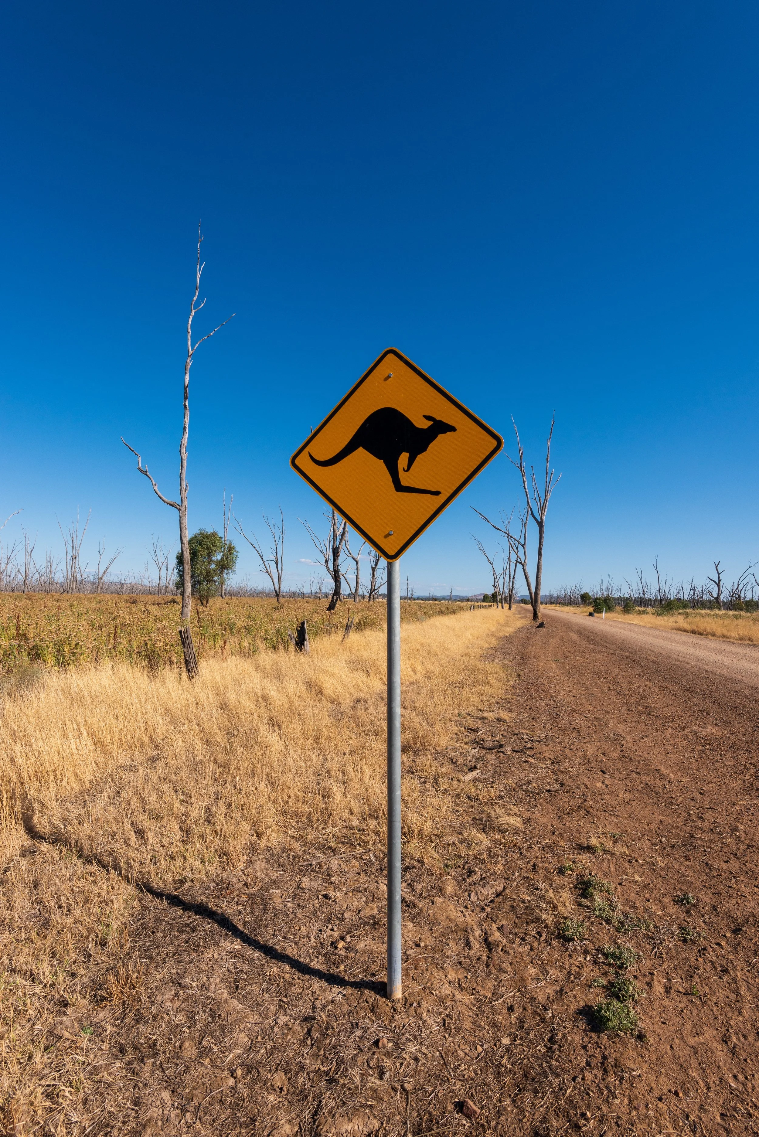 Kangaroo sightings in Australia