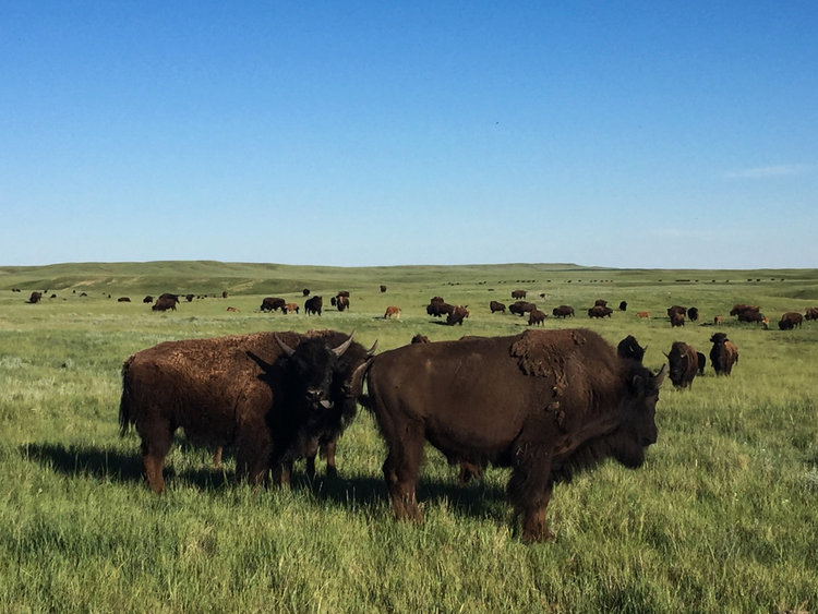 Revisiting Season One and the Bison at Fort Peck