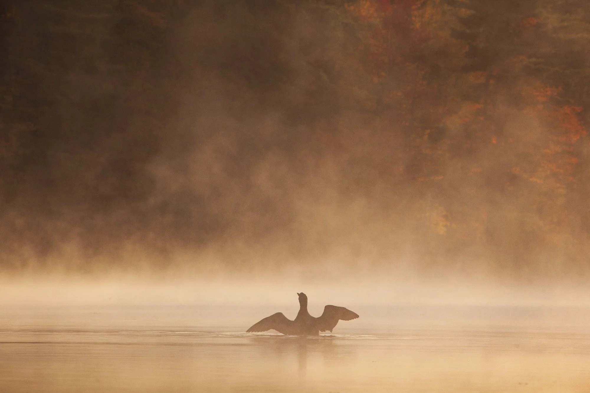 We Need All the Light We Can Get Right Now