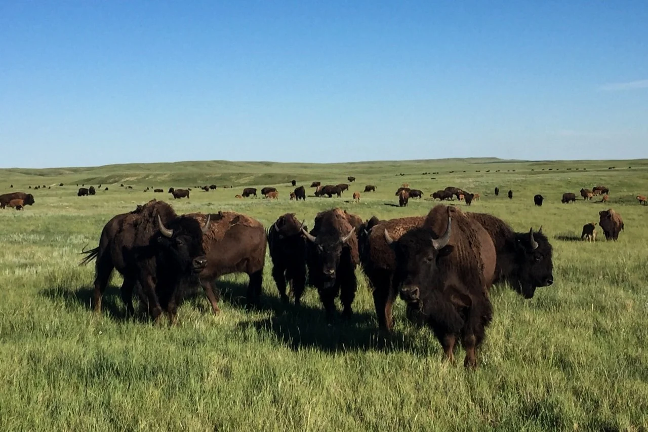 Episode 4: Tatanka Oyate
