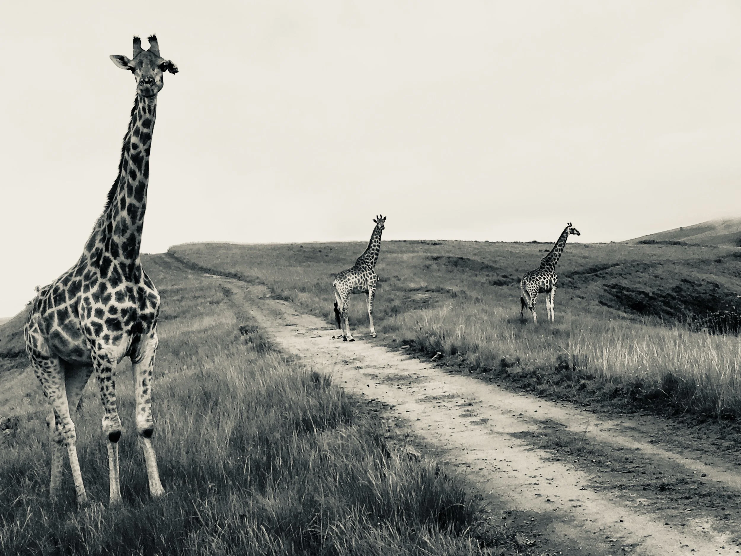 giraffes(1).jpg