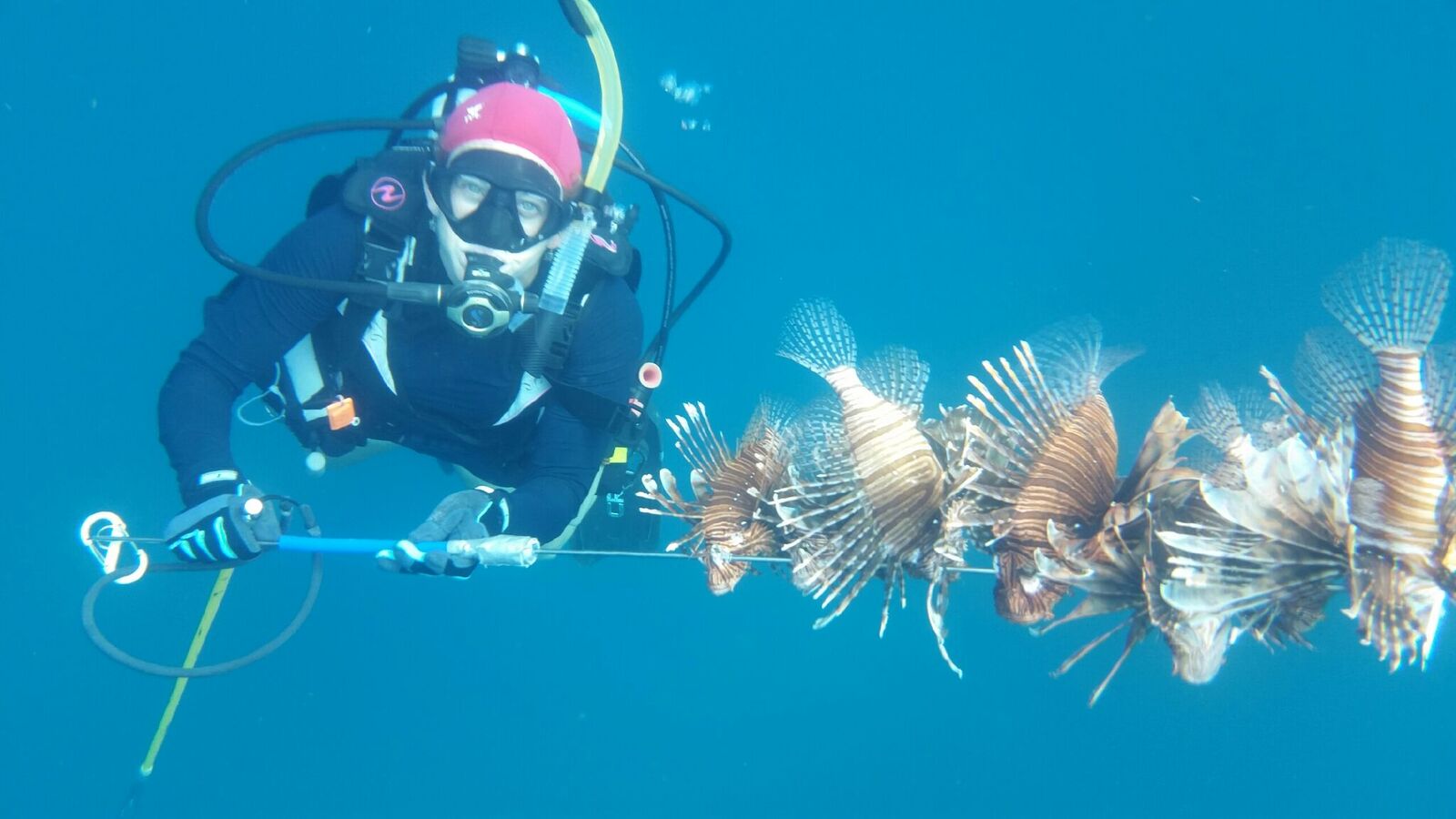 Rachel with her spear full of lionfish, the invasive species she hunts. 