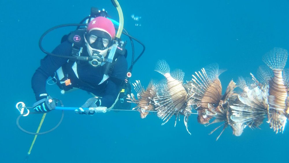 Rachel hunting lionfish.jpeg