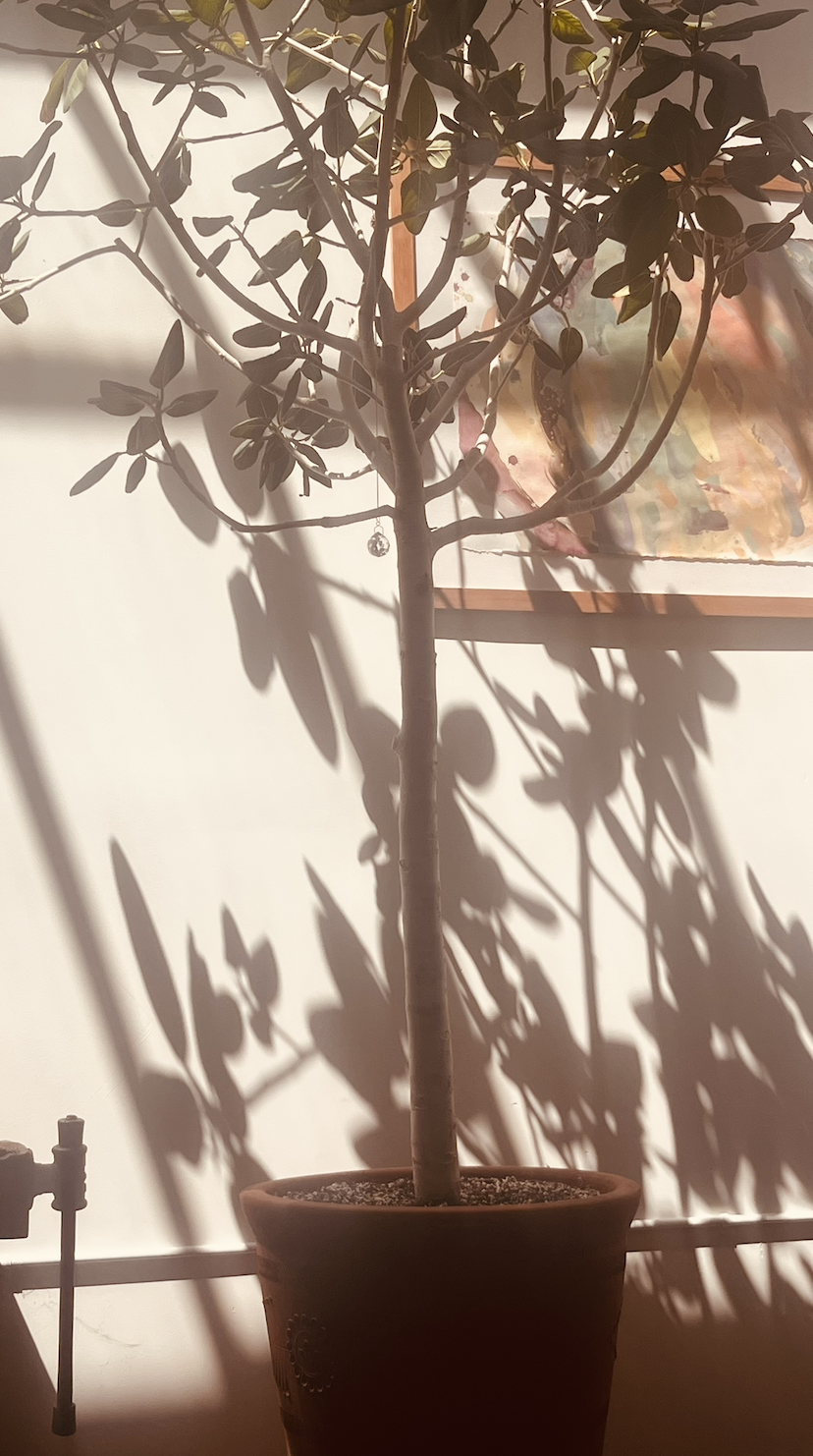 shadows.png
