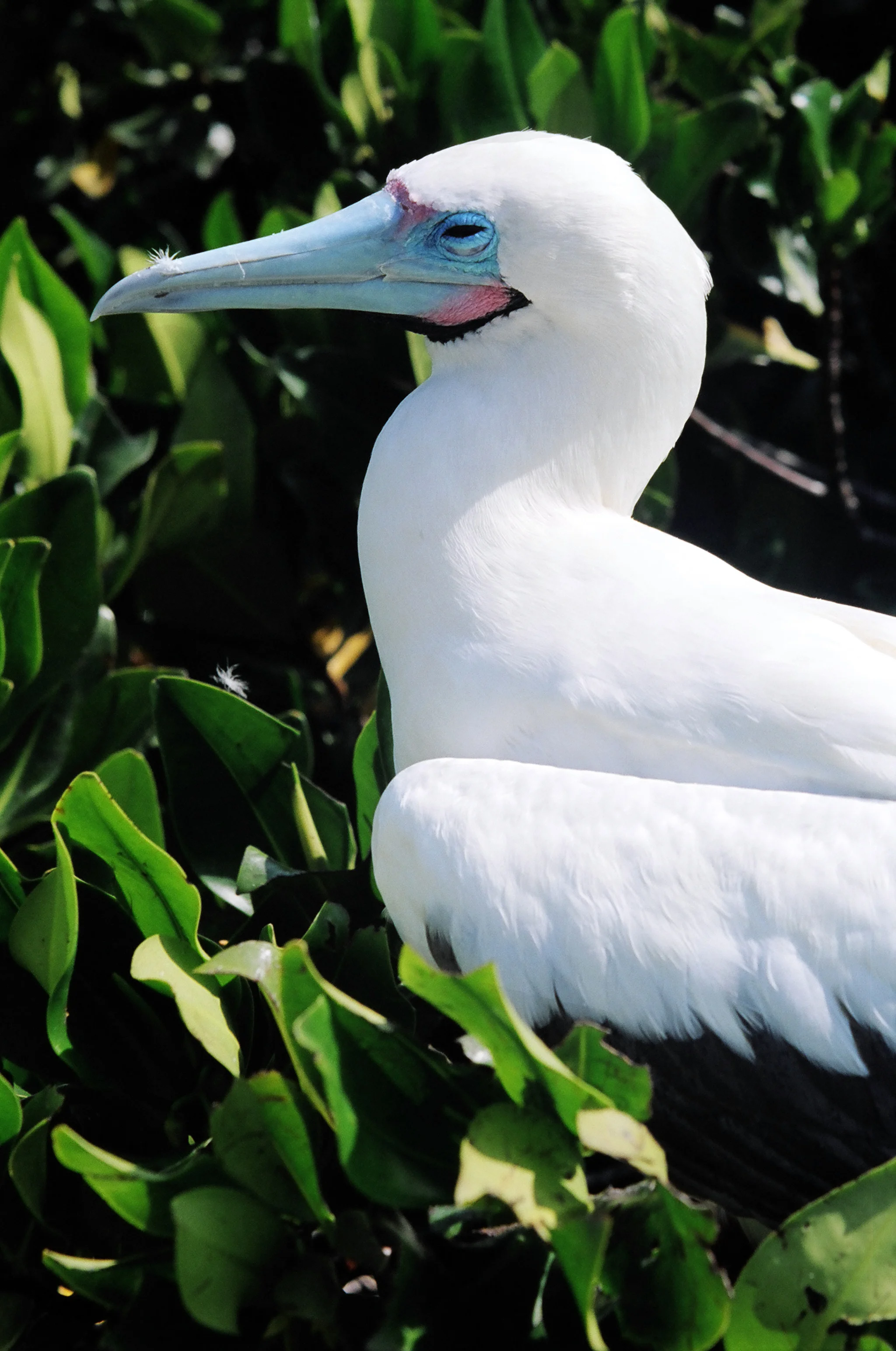 red_footed_booby.jpg