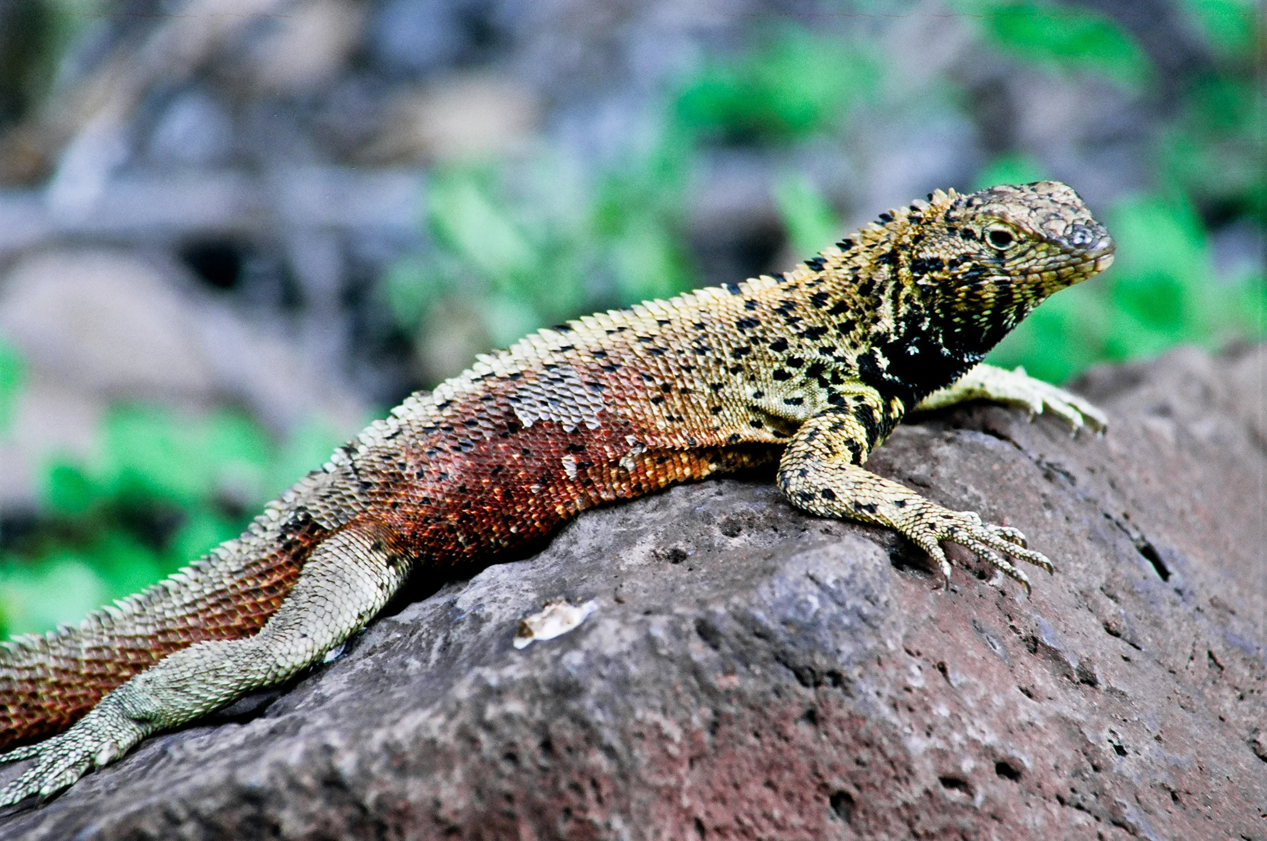 rocky_lava_lizard.jpg