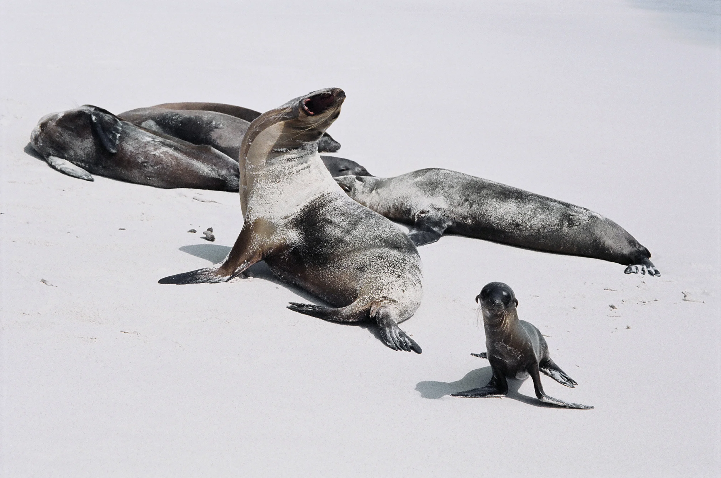 sea_lion_mother.jpg