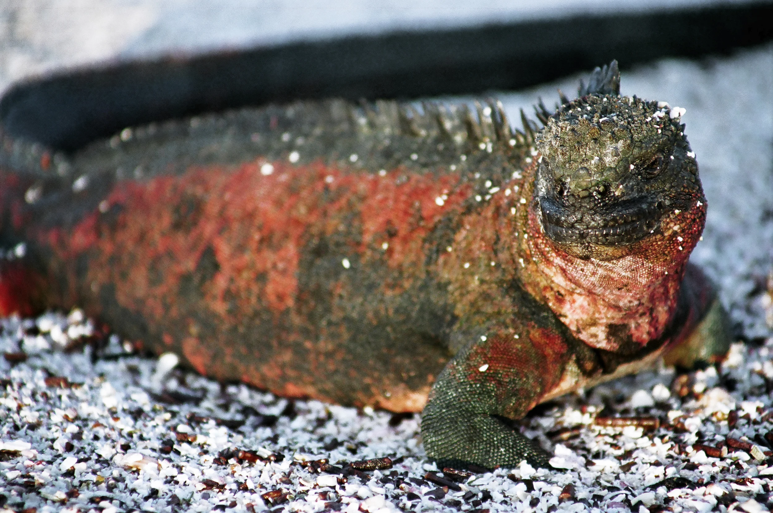 Sea Iguana VG-Photography