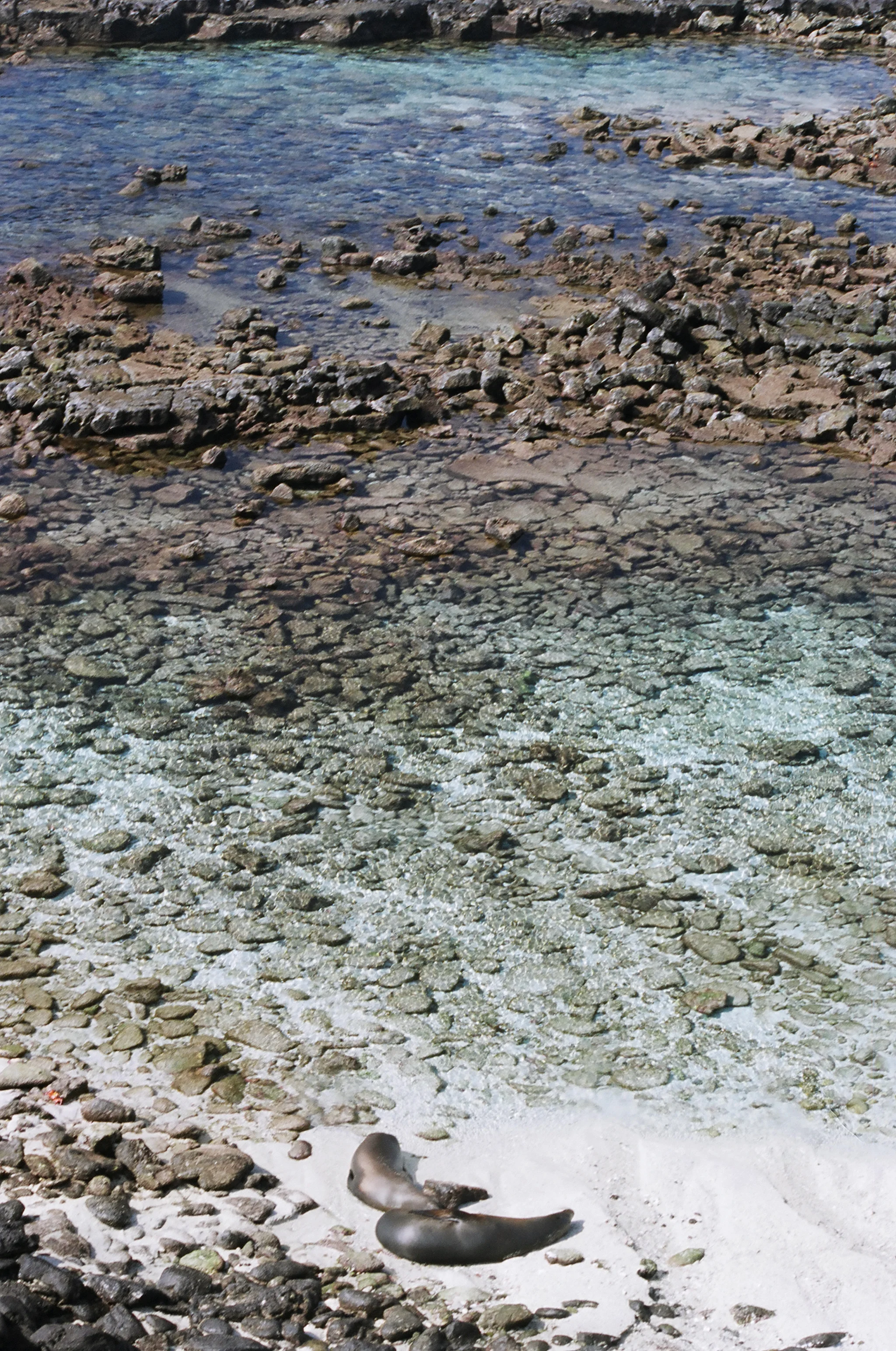 sea_lions_shoreline.jpg