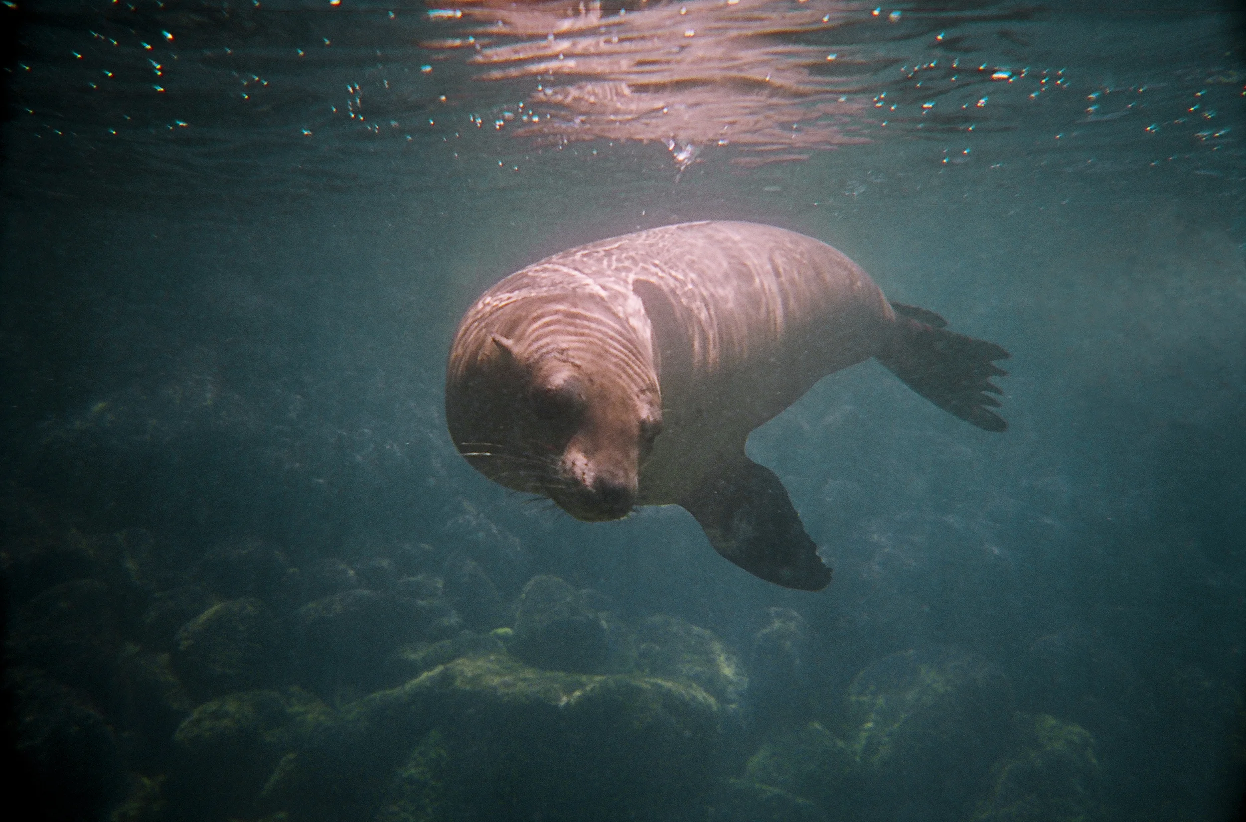 underwater_sea_lion_1.jpg