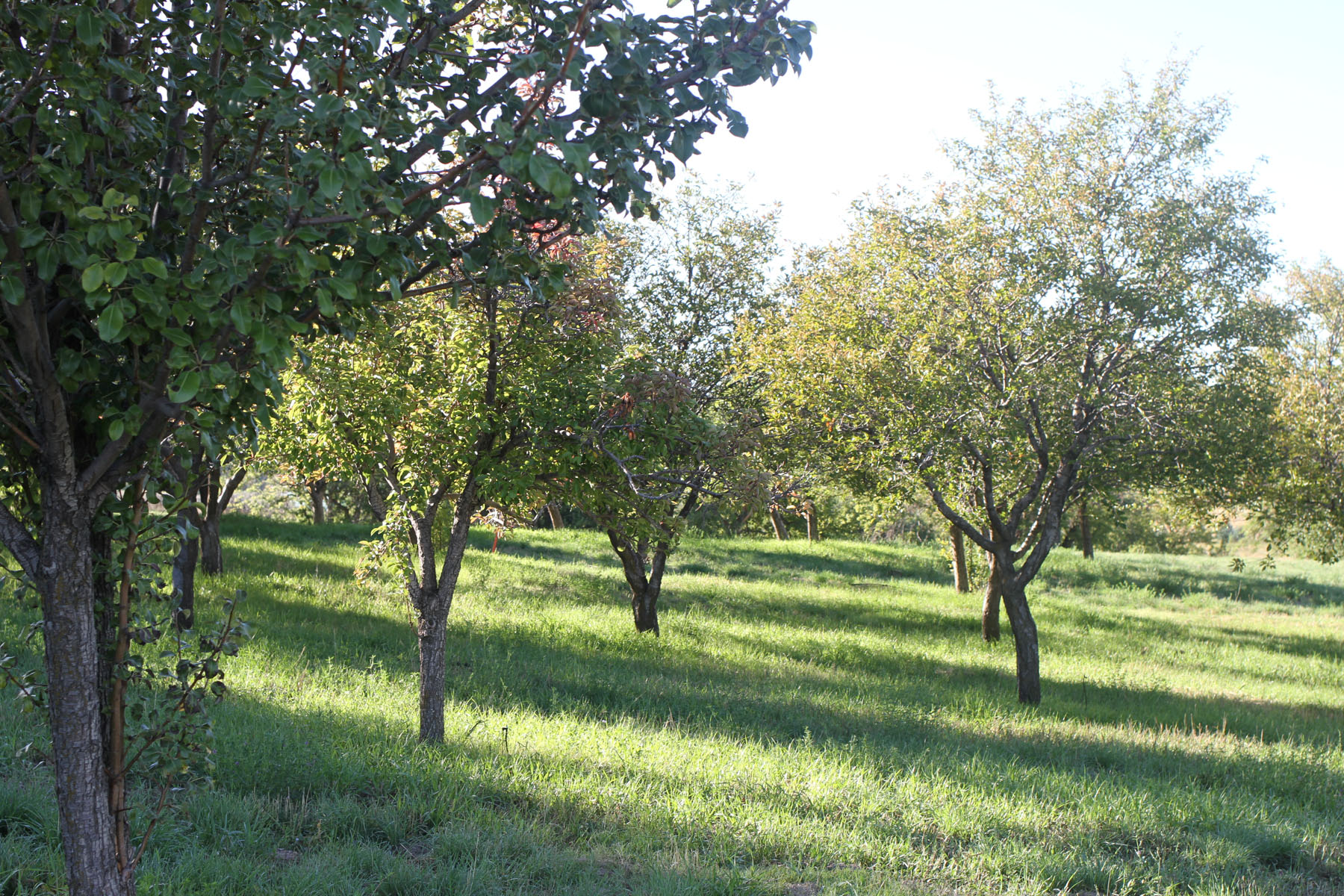 Apple and pear fruit orchard, well maintained and chemical-free.