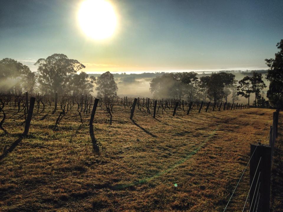 sunset_vines.jpg