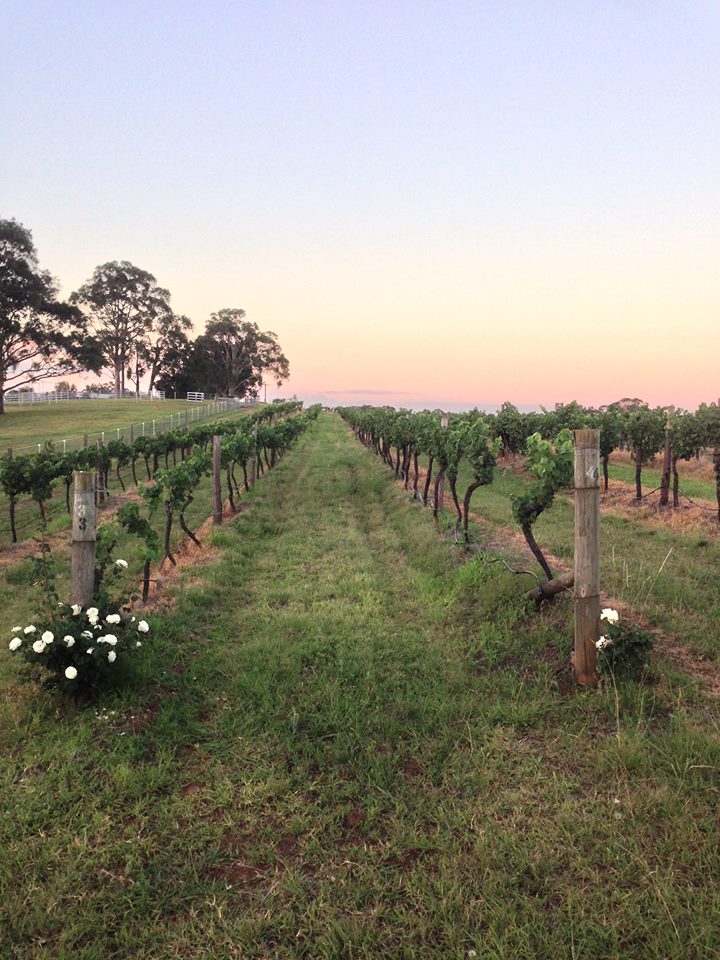 dawn and vines.jpg