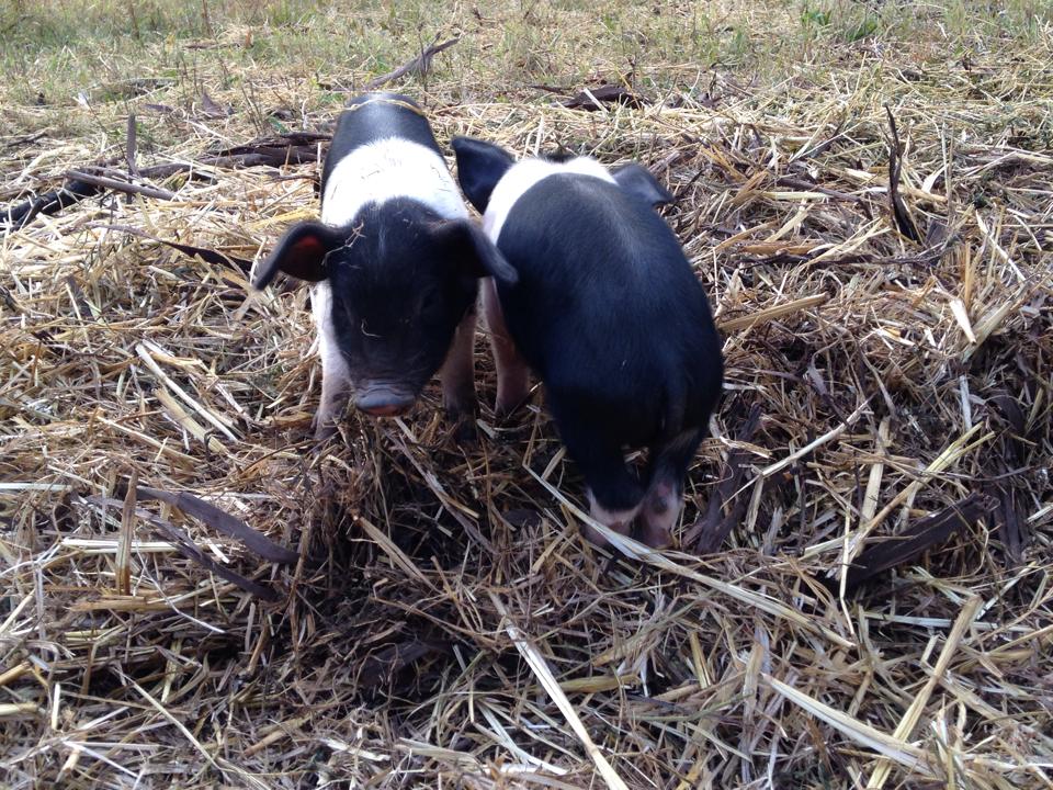 piglets.jpg