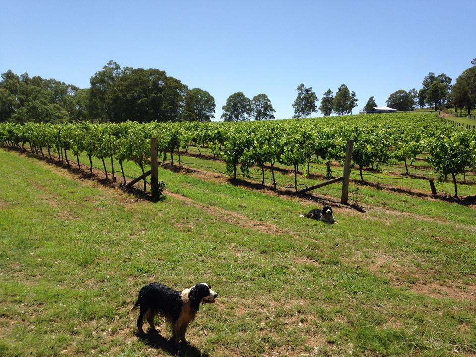 vines dogs.jpg